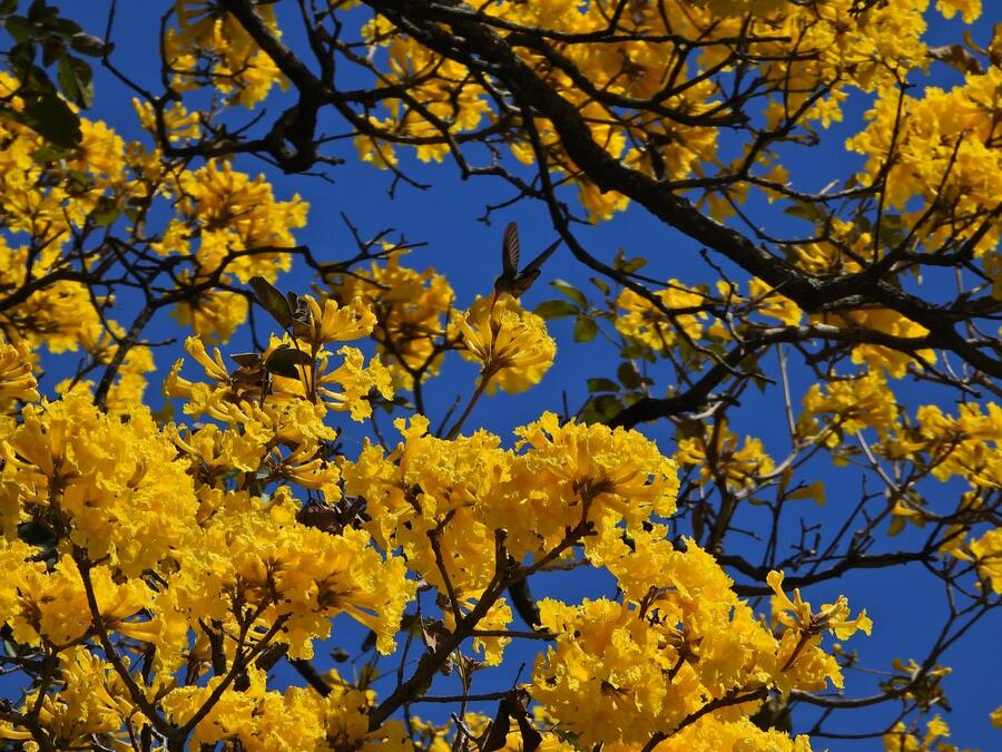 Lapacho amarillo en flor contra el cielo